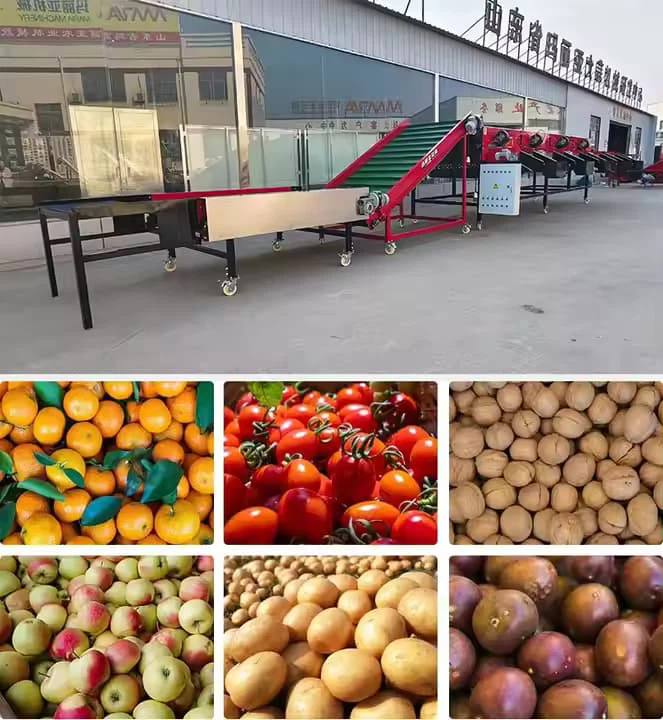 Automatisk løkstørrelse gradering av sorteringsmaskiner Auto industriell løk Sorterer Sorterer Grader Machines utstyr Billig pris til salgs